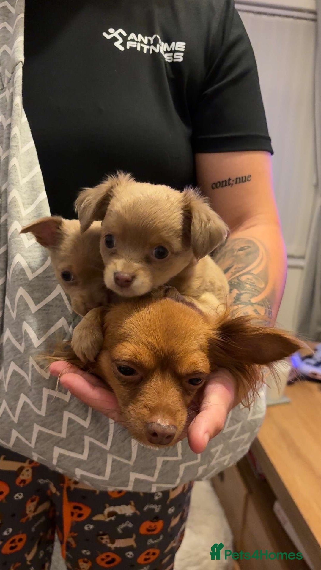 Chihuahua dogs for sale: One of a kind ChiPin Puppies - Image 18