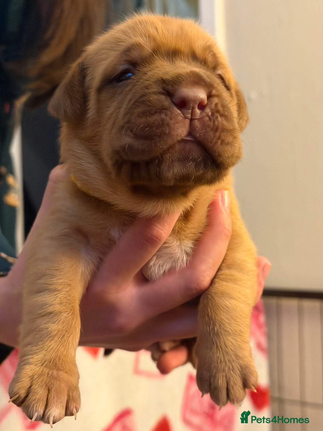 Dogue De Bordeaux dogs for sale: Beautiful Dogue De Bordeaux Puppies - Advert 10