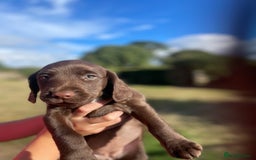 Mixed Breed dogs for sale: Sprockador puppies for sale  - Image 4