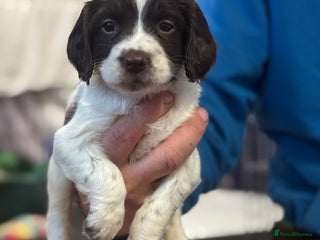 English Springer Spaniel dogs Springer spaniels for sale ONLY 1 GIRL LEFT!! - Advert 10