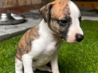 Whippet dogs Kennel club registered pure whippets. - Advert 2