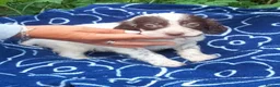 English Setter dogs for adoption: Mara's pups -4x male 4x female English Setter pups - Advert 11