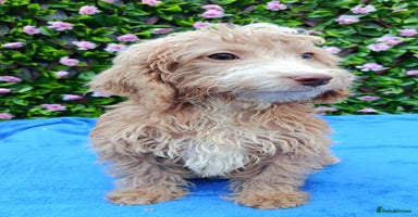 Cockapoo dogs - Advert 13