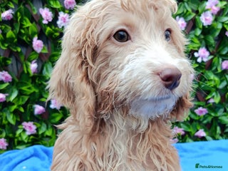 Cockapoo dogs EXTENSIVELY HEALTH TESTED PARENTS F1 COCKAPOOS - Advert 2