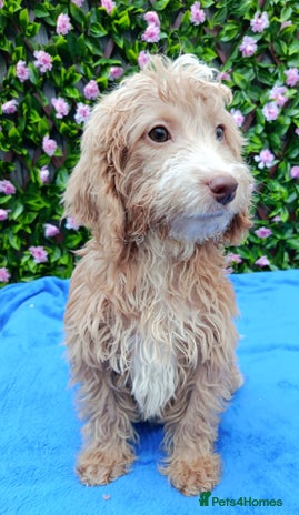 Cockapoo dogs EXTENSIVELY HEALTH TESTED PARENTS F1 COCKAPOOS - Advert 5