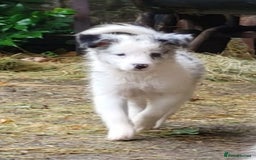 Border Collie dogs for sale: Border Collie Puppies - Image 2