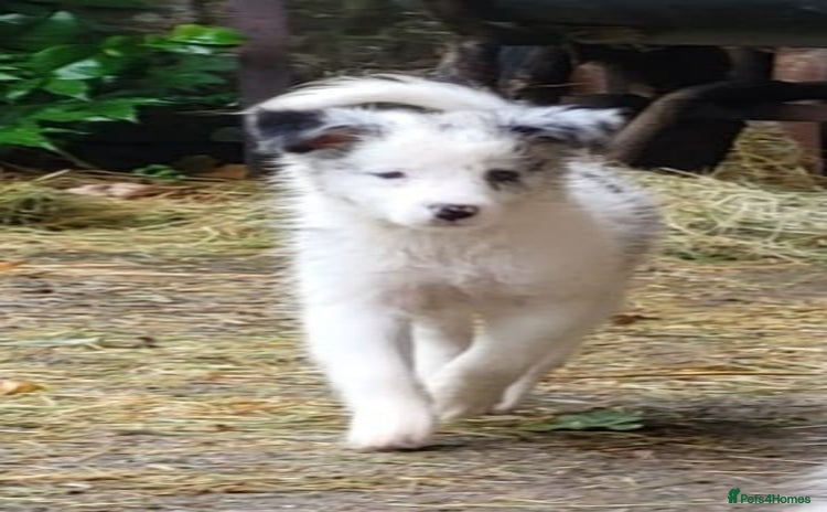 Border Collie dogs - Advert 2