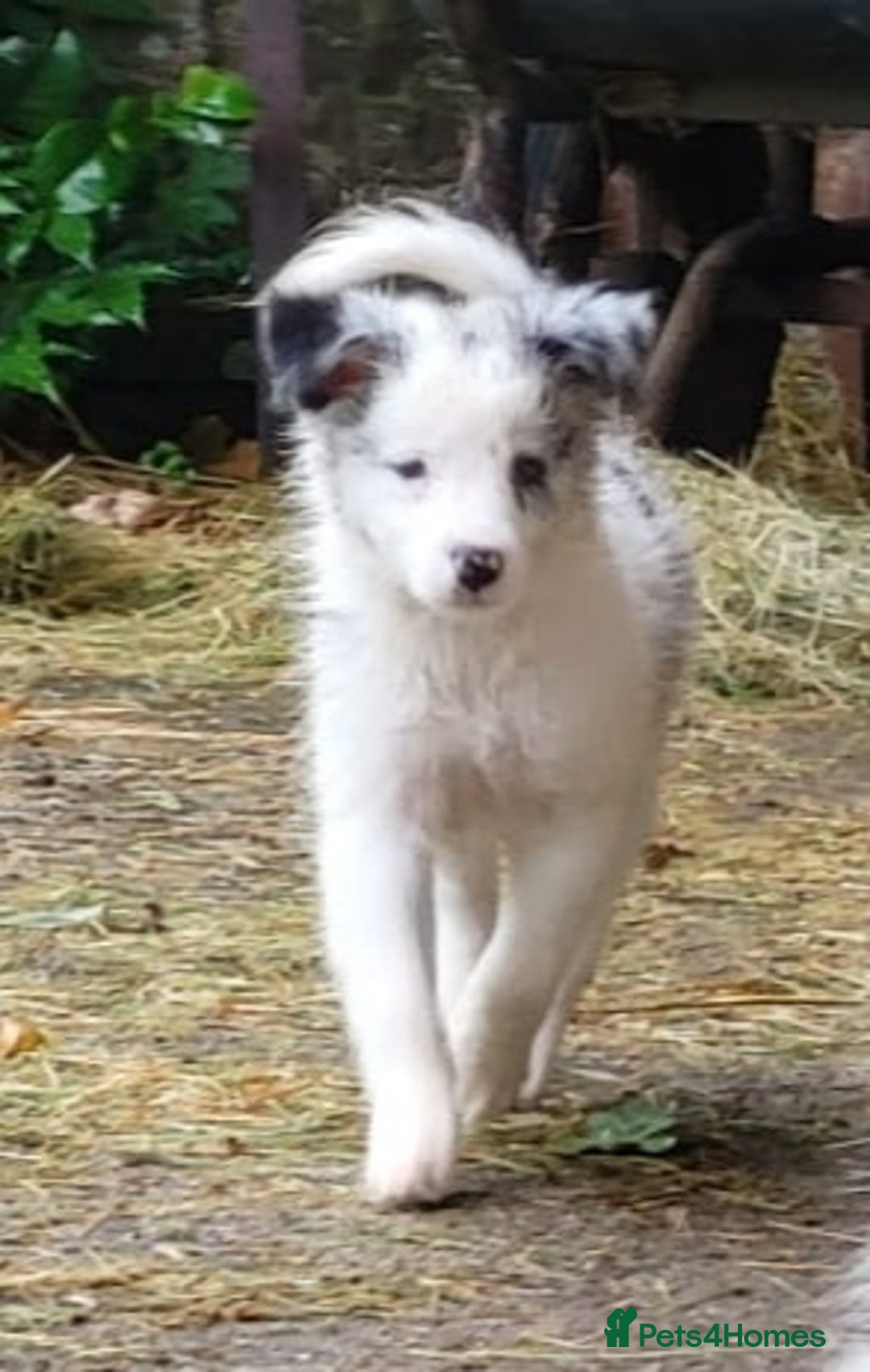 Border Collie dogs for sale: Border Collie Puppies - Image 2