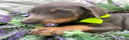 Dobermann dogs for sale: *KC REGISTERED* HEALTH TESTED DOBERMAN PUPPIES* - Advert 10