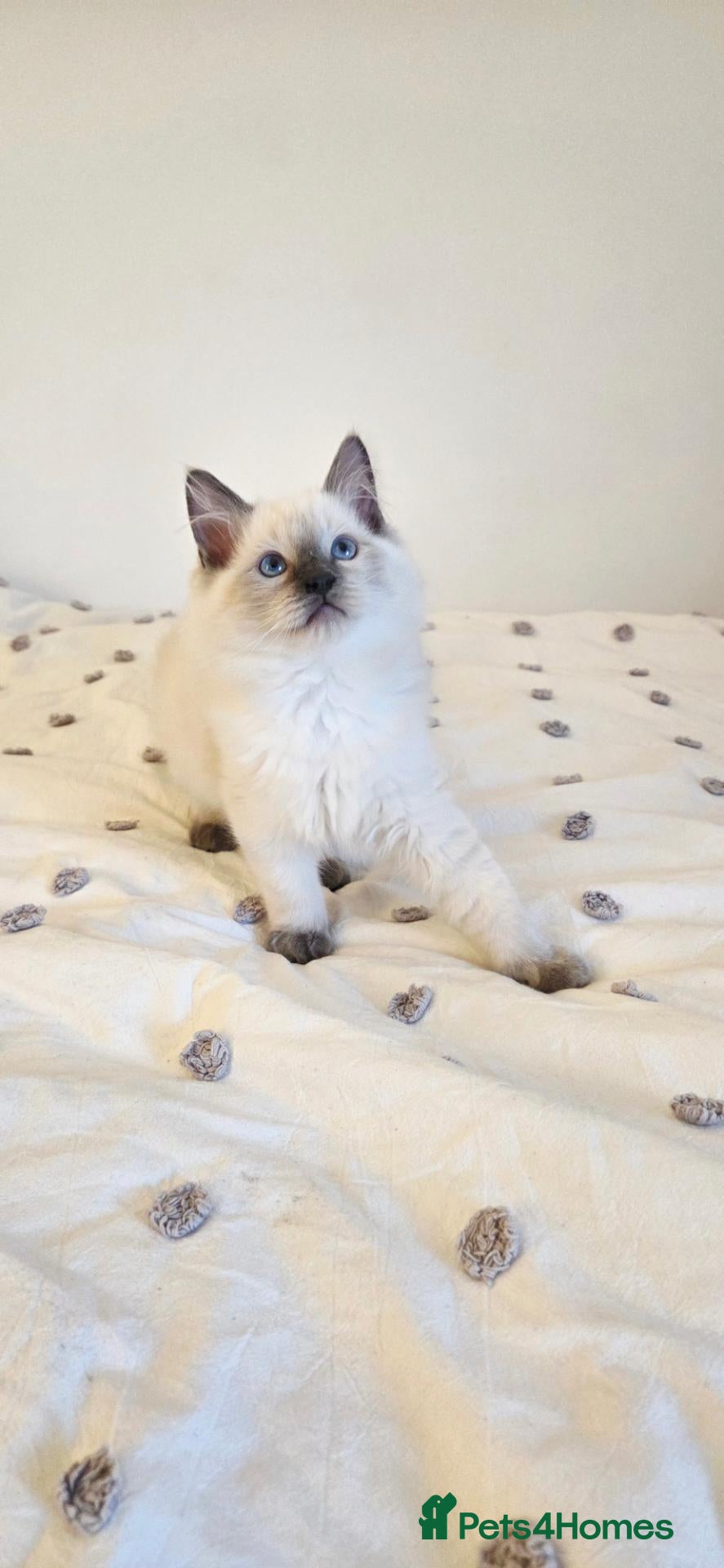 Ragdoll cats  2 Beautiful Ragdoll Boys 🐾 - Advert 1
