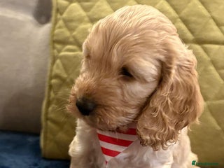 Cockapoo dogs Small F1 cockapoo’s for sale - Advert 14