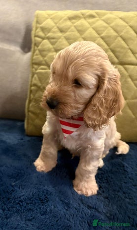 Cockapoo dogs - Advert 3