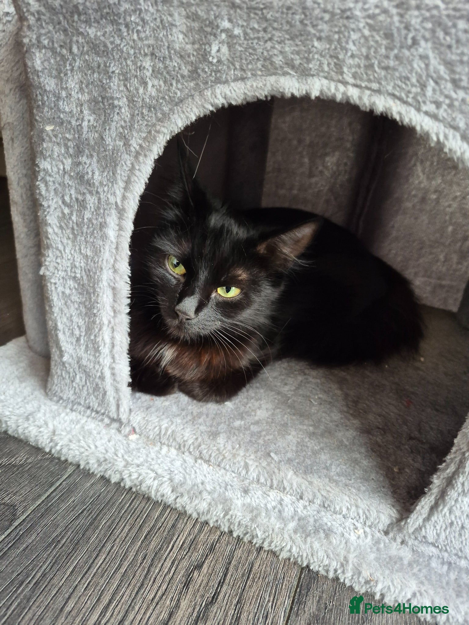 Mixed Breed cats 3 beautiful kittens for sale  - Advert 3