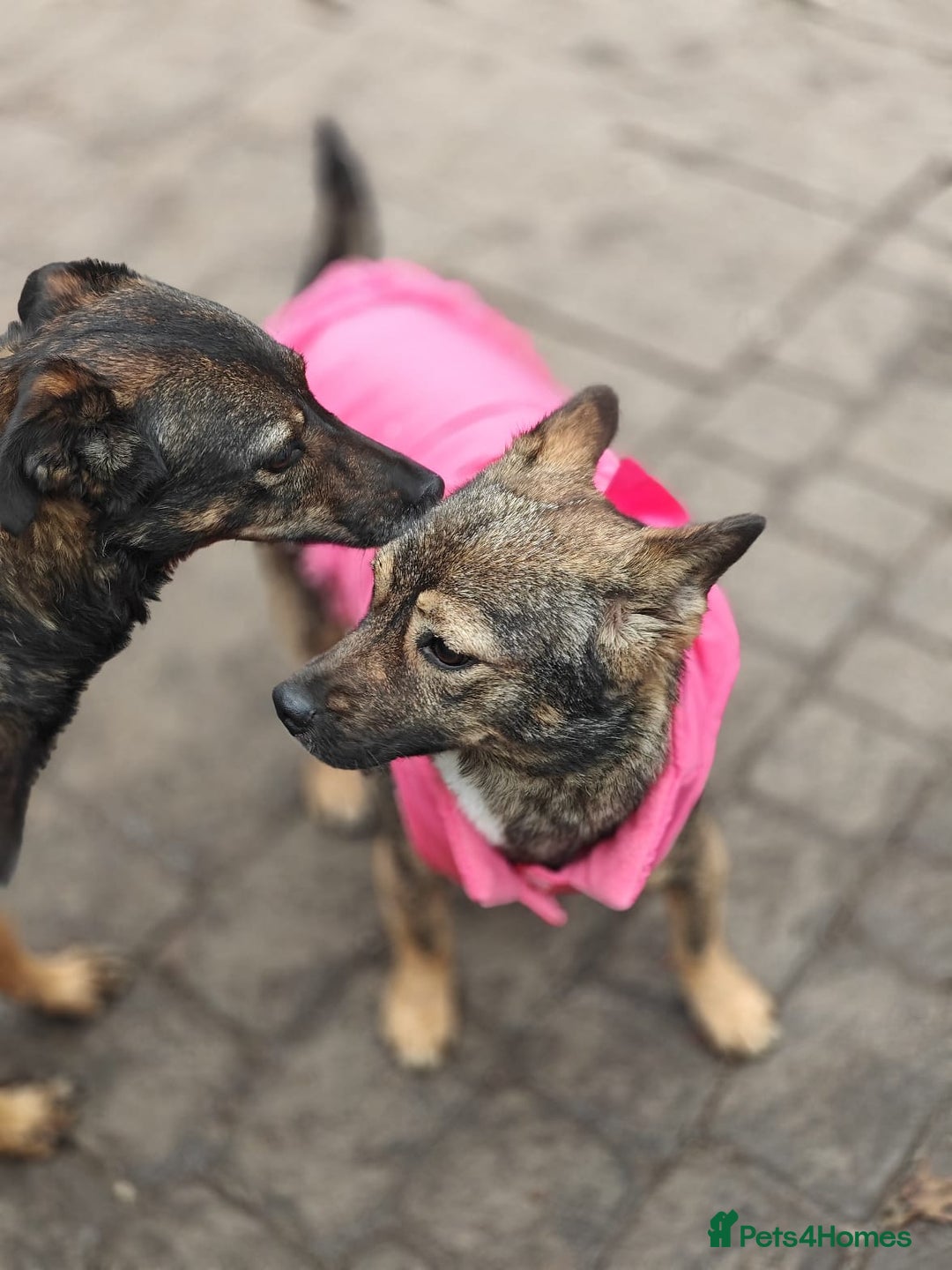 Mixed Breed dogs for adoption: 💖🐶 KELLY 🐶💖 - Image 12