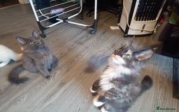 Maine Coon cats for sale: Maine Coon kittens in Manchester  - Image 7