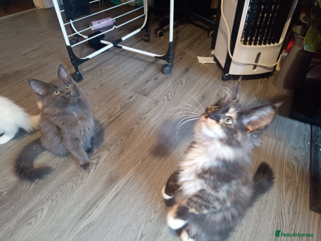 Maine Coon cats for sale: Maine Coon kittens in Manchester  - Image 7