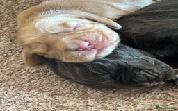 Cocker Spaniel dogs for sale: 🐾🐶 SHOW TYPE COCKER SPANIELS🐶🐾 - Image 29