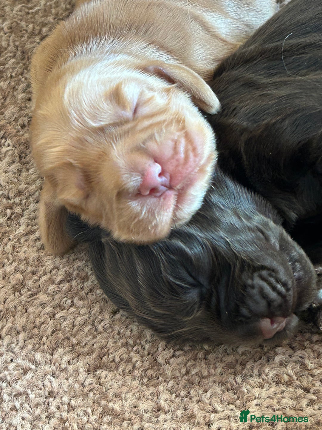 Cocker Spaniel dogs for sale: 🐾🐶 SHOW TYPE COCKER SPANIELS🐶🐾 - Image 29