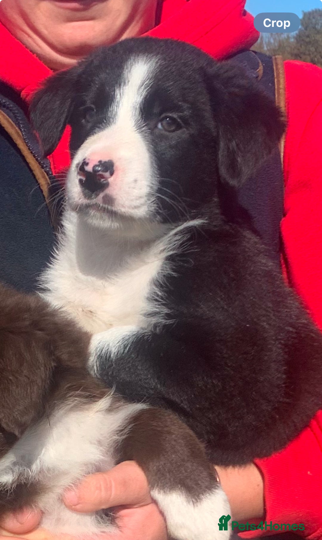 Border Collie dogs for sale: Border collie puppies - Image 2
