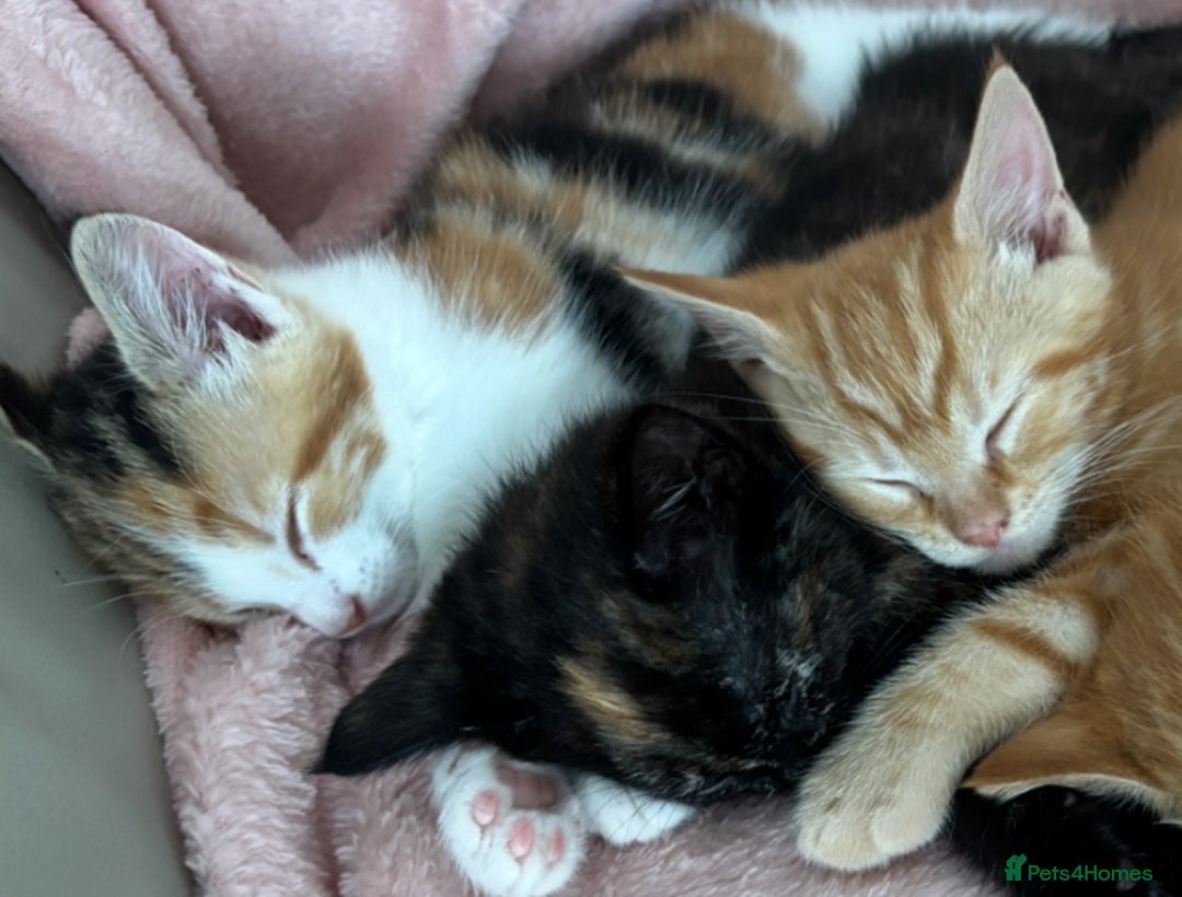 Mixed Breed cats for sale: 1/4 Maincoon dog friendly kittens - Image 6