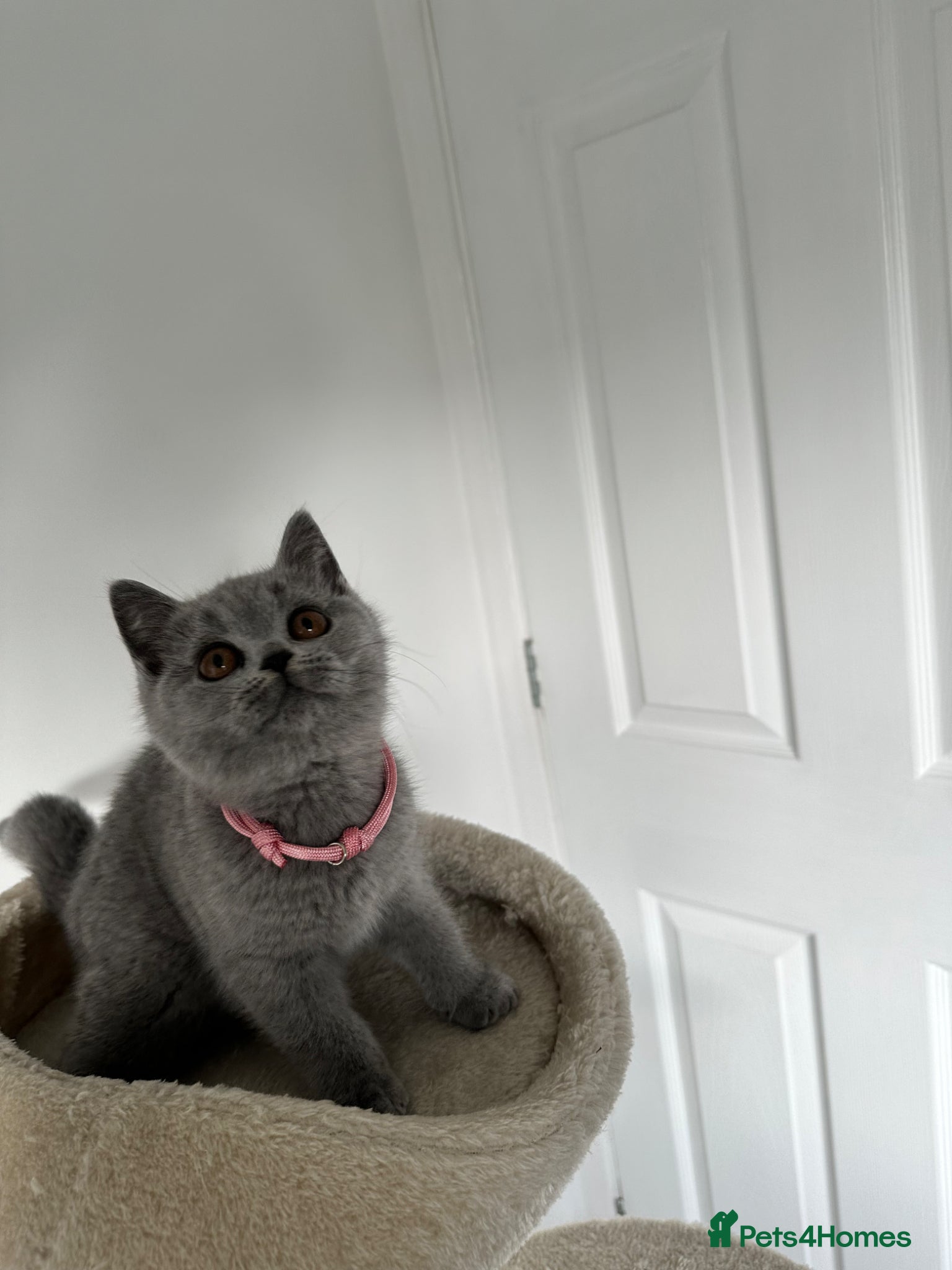 British Shorthair cats Supreme Grand Champion Sired Kittens blue  - Advert 14