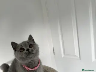 British Shorthair cats Supreme Grand Champion Sired Kittens blue - Advert 14
