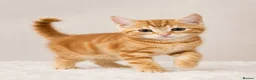 British Shorthair cats for sale: Stunning half Main Coon kitten ready for new home - Advert 22