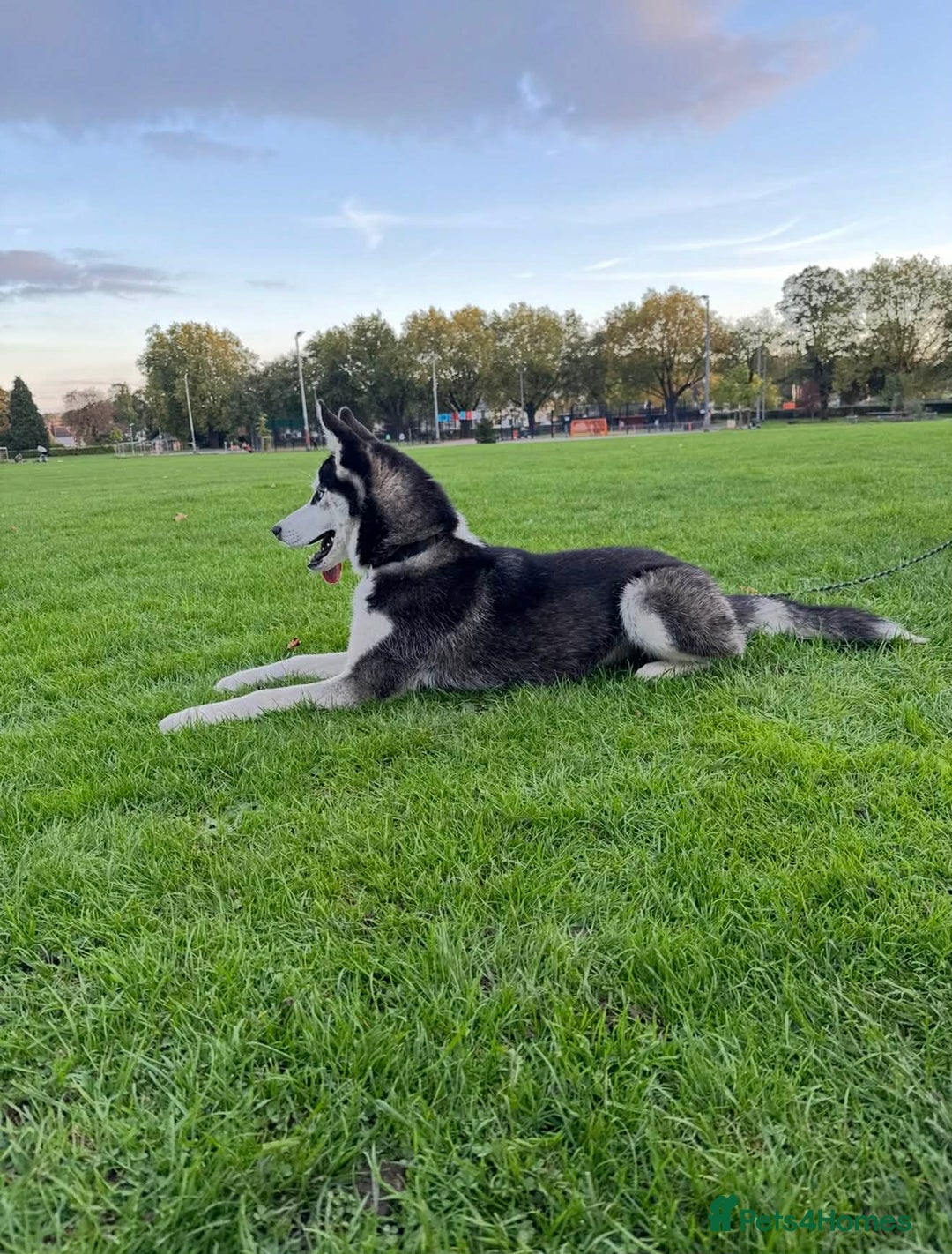 Siberian Husky dogs for sale: Siberian Husky - Advert 8