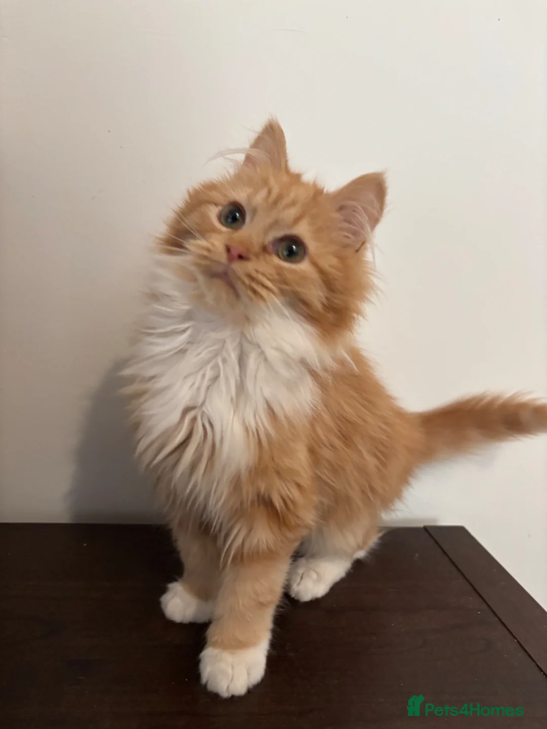 Mixed Breed cats for sale: Gorgeous extremely fluffy ginger male kitten - Advert 4