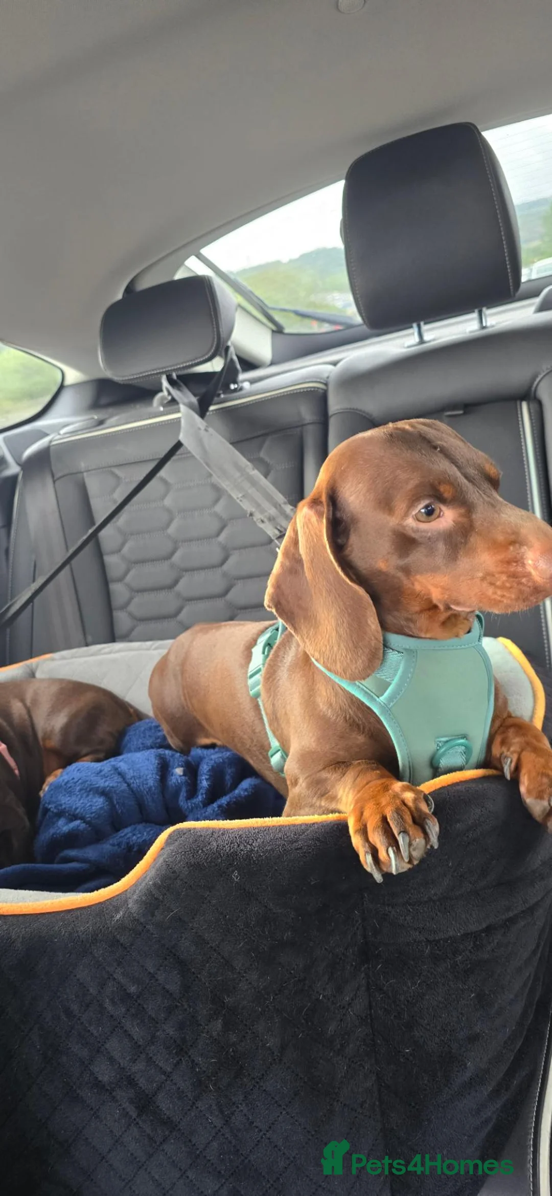 Miniature Dachshund dogs for stud: MINIATURE DACHSHUND FOR STUD in Chesterfield - Advert 4