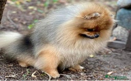 Pomeranian dogs for sale: Kc teddy bear pom babies  - Image 9