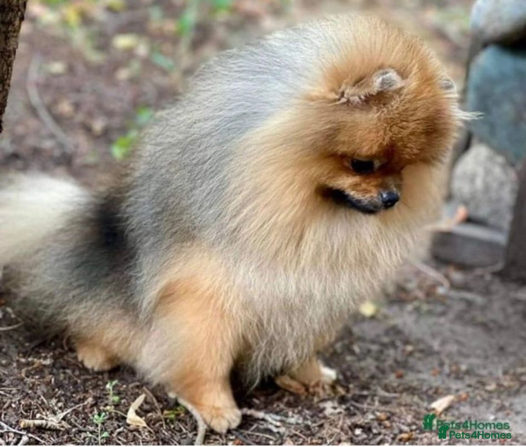 Pomeranian dogs for sale: Kc teddy bear pom babies  - Image 9