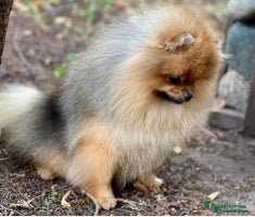 Pomeranian dogs Kc teddy bear pom babies - Advert 4