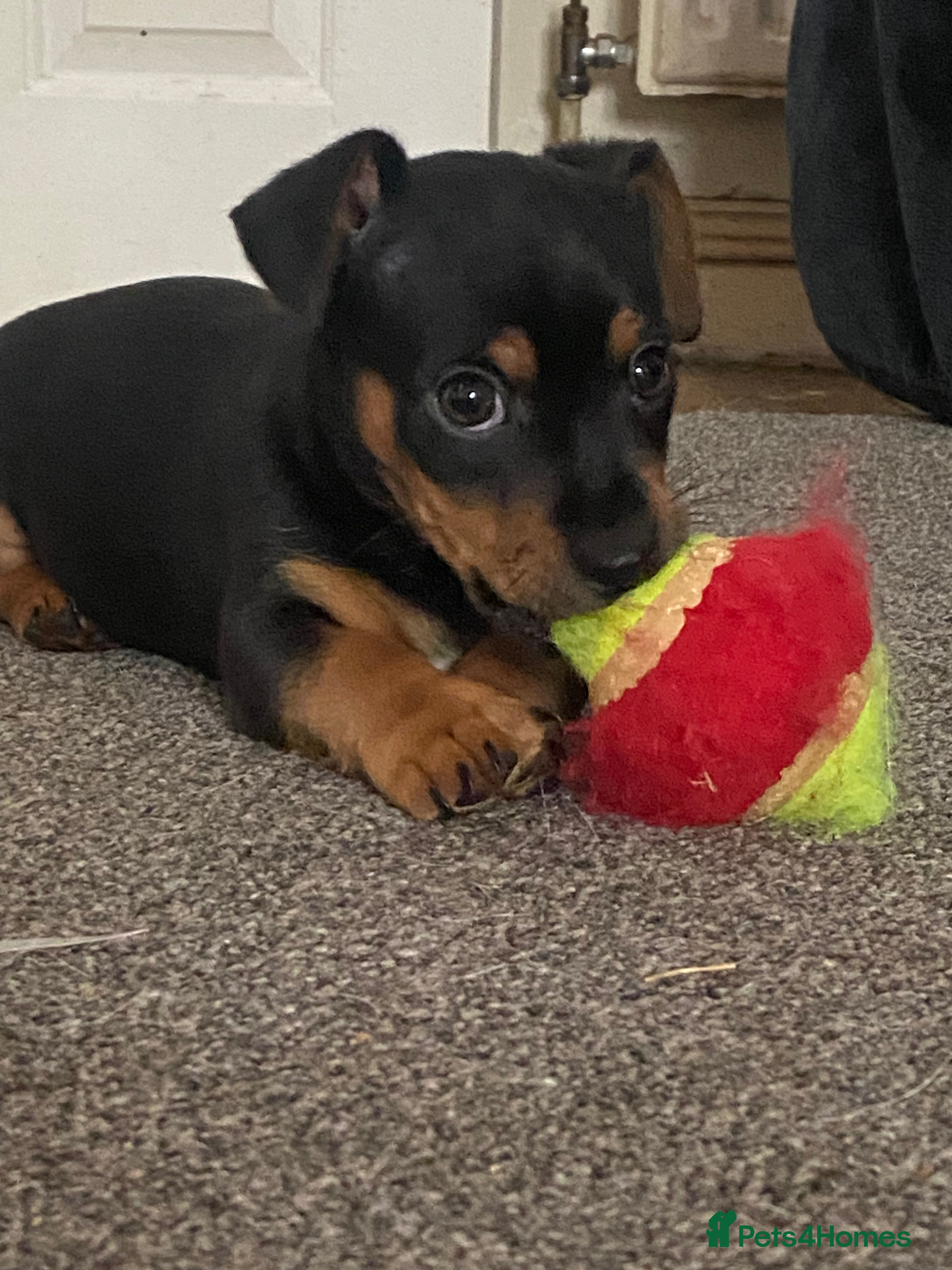 Jack Russell dogs 1 beautiful short leg smooth coat boy  - Advert 6