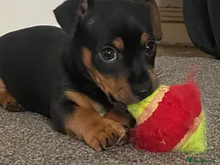 Jack Russell dogs 1 beautiful short leg smooth coat boy - Advert 6