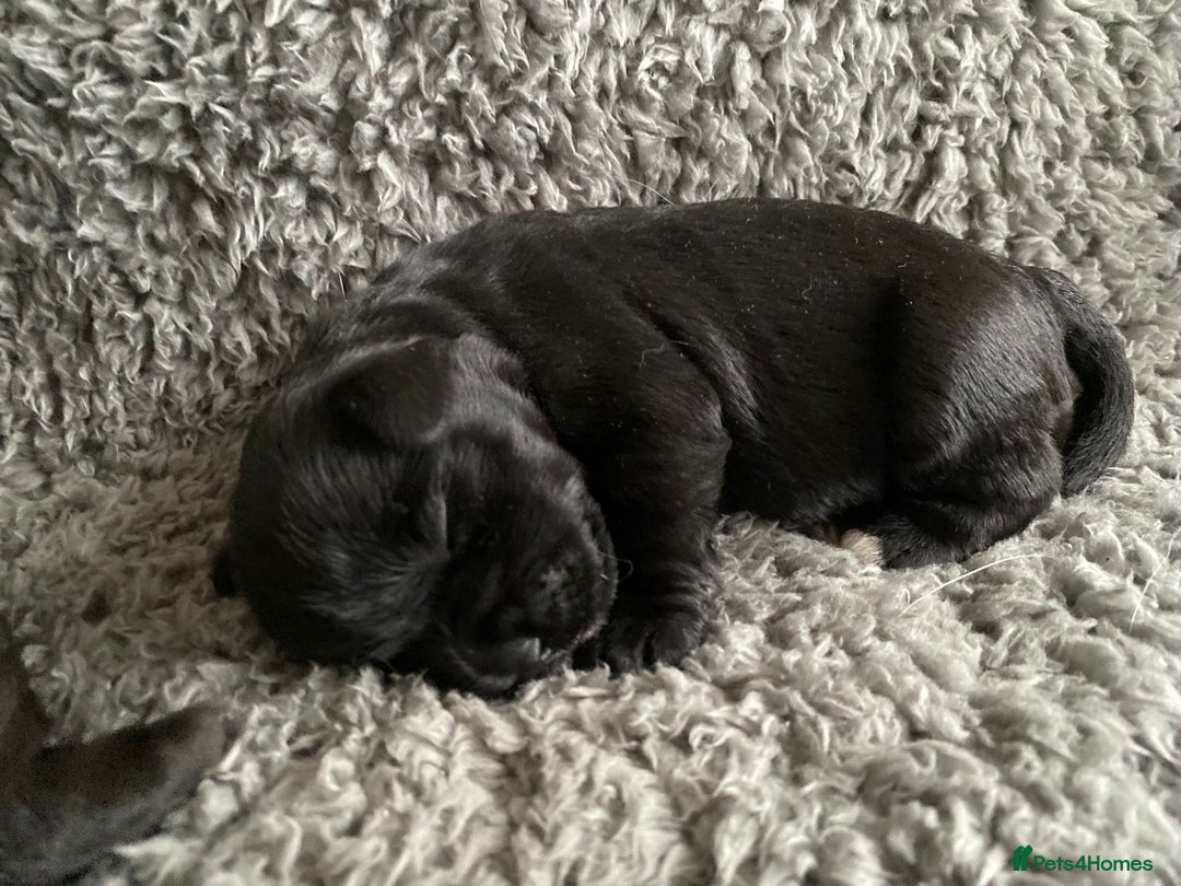 Miniature Schnauzer dogs for sale: KC MAC Quality Black Miniature schnauzers  - Advert 12