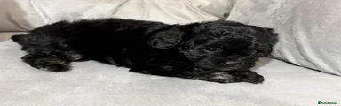 Shihpoo 1