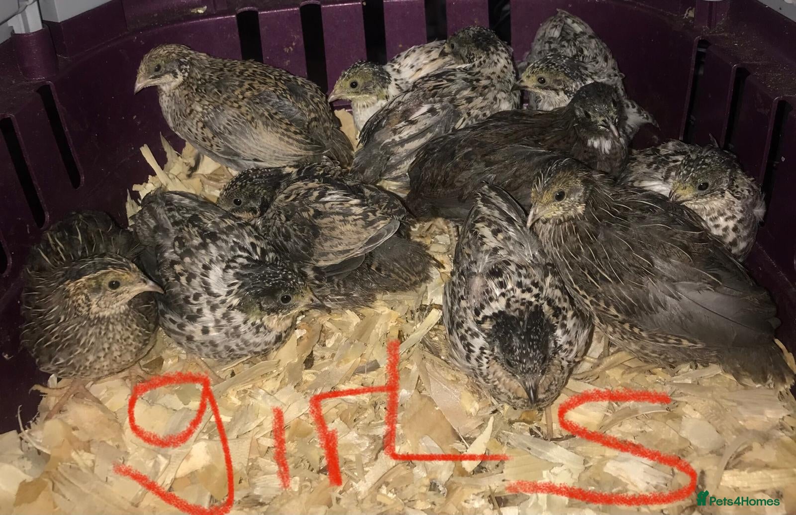 Quail poultry SEXED QUAILS/CHINESE PAINTED BUTTONS ! - Advert 19