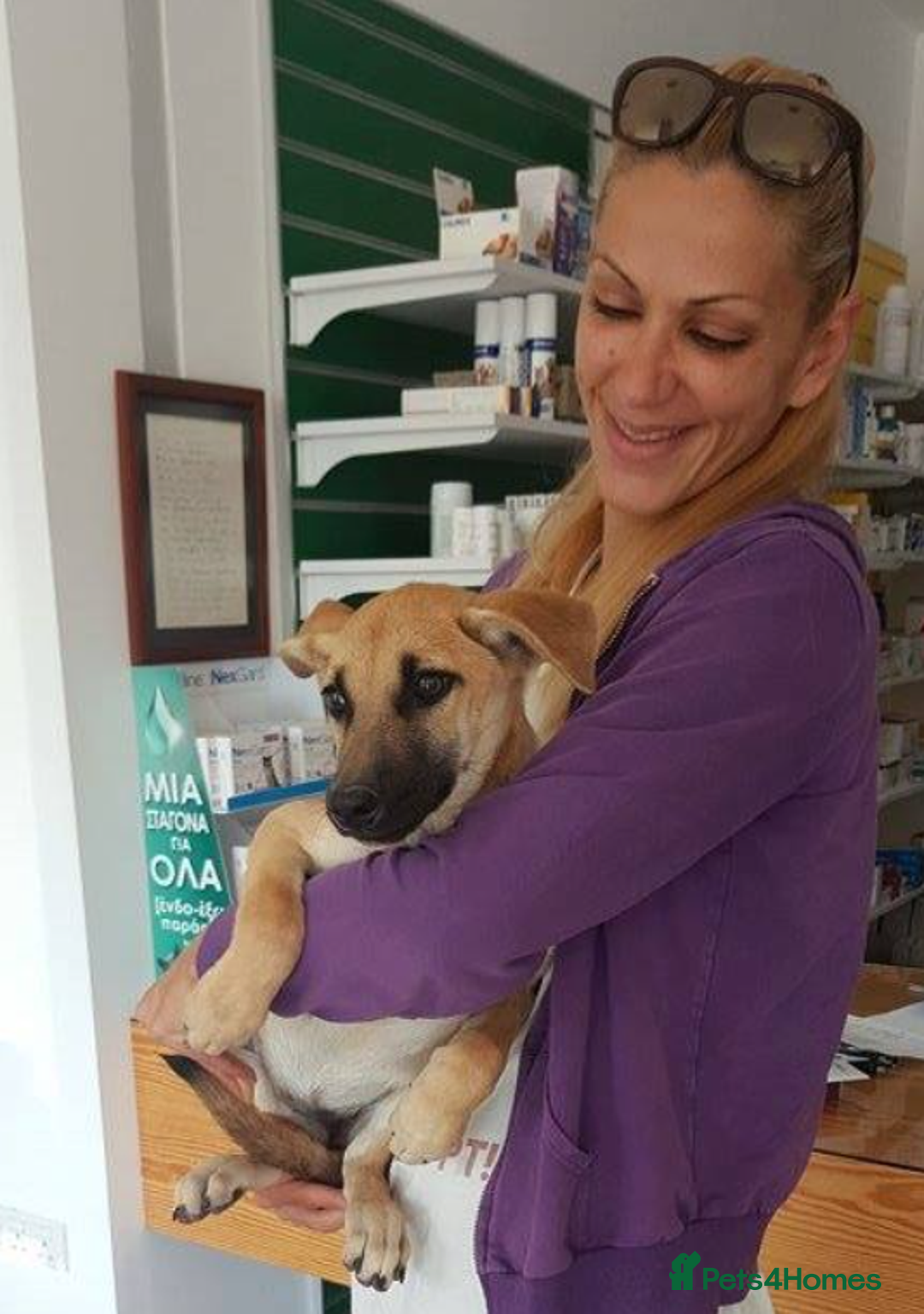 German Shepherd dogs for adoption: Kerry - the unluckiest dog at 2nd Chance - Image 11
