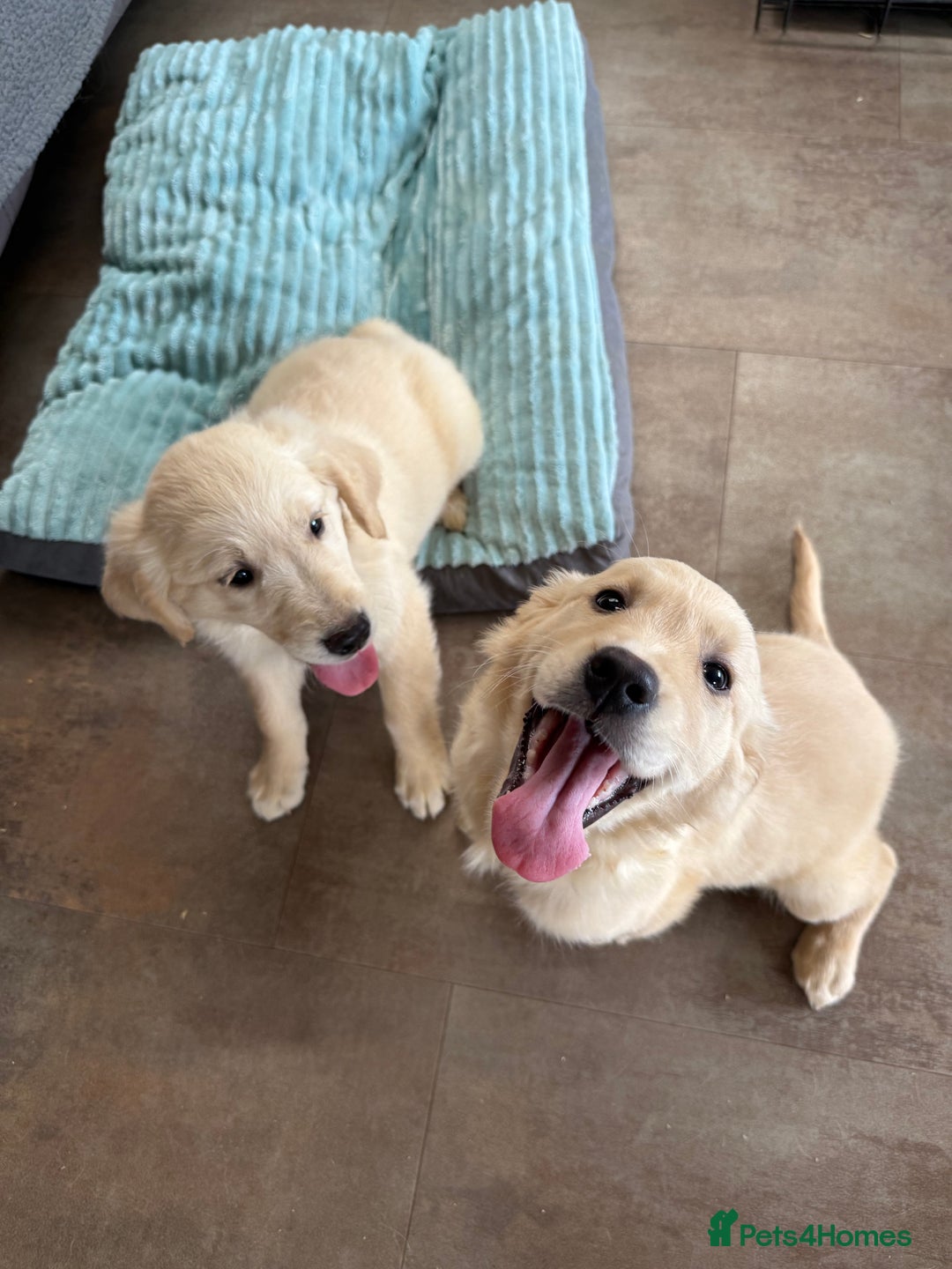 Golden Retriever dogs for sale: KC registered/Health tested Golden Retrievers  - Image 11