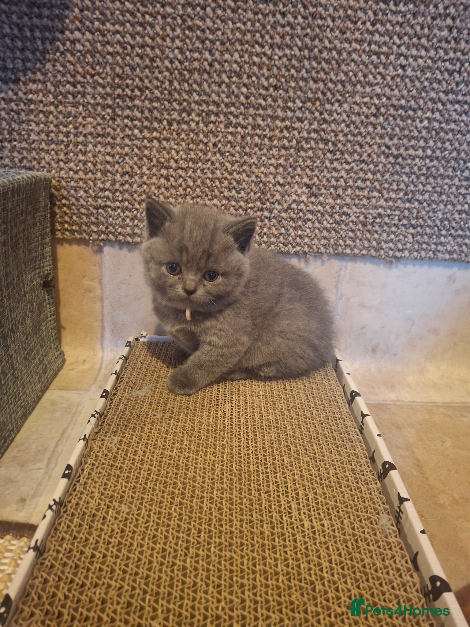 British Shorthair cats for sale: Last BSH blue girl available - Advert 1