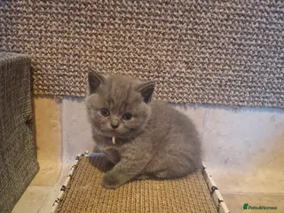 British Shorthair cats for sale: Last BSH blue girl available - Advert 1