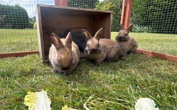 Netherland Dwarf rabbits for sale: Netherland Dwarf Bunnies available 17/06/2025 in Leatherhead - Image 3