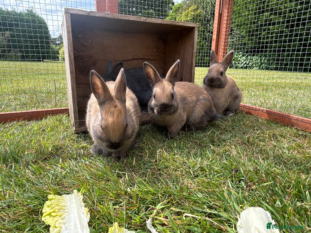 Netherland Dwarf rabbits for sale: Netherland Dwarf Bunnies available 17/06/2025 in Leatherhead - Image 3
