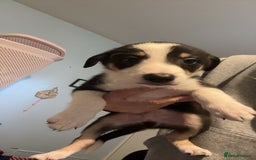 Border Collie dogs for sale: Collie puppy’s  - Image 3