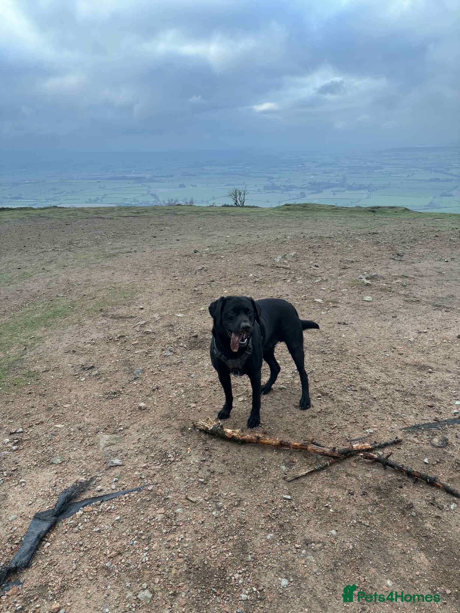 Labrador Retriever dogs BLACK LAB FOR STUD - Advert 10