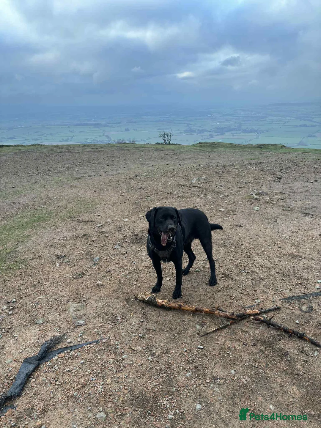 Labrador Retriever dogs for stud: BLACK LAB FOR STUD - Advert 1