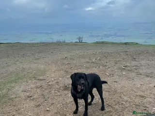 Labrador Retriever dogs BLACK LAB FOR STUD - Advert 10