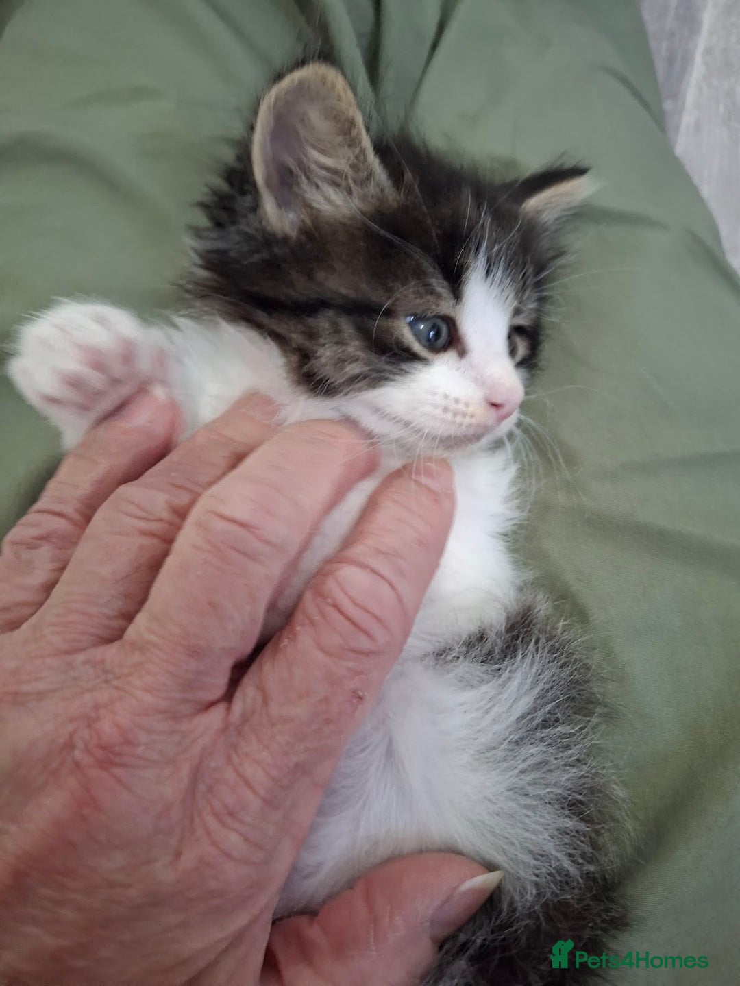 Maine Coon cats for sale: Beautiful Part Maine Coon Male Kitten - Image 3