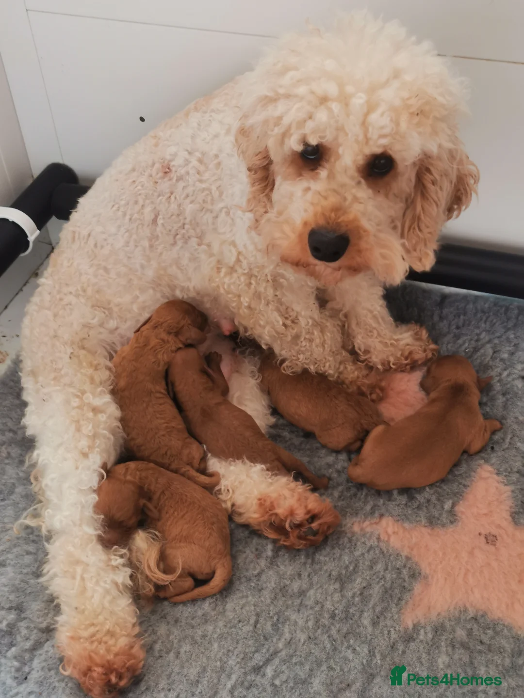 Cavapoo dogs for sale: EXTENSIVELY HEALTH TESTED F1B CAVAPOO PUPPIES  - Advert 9